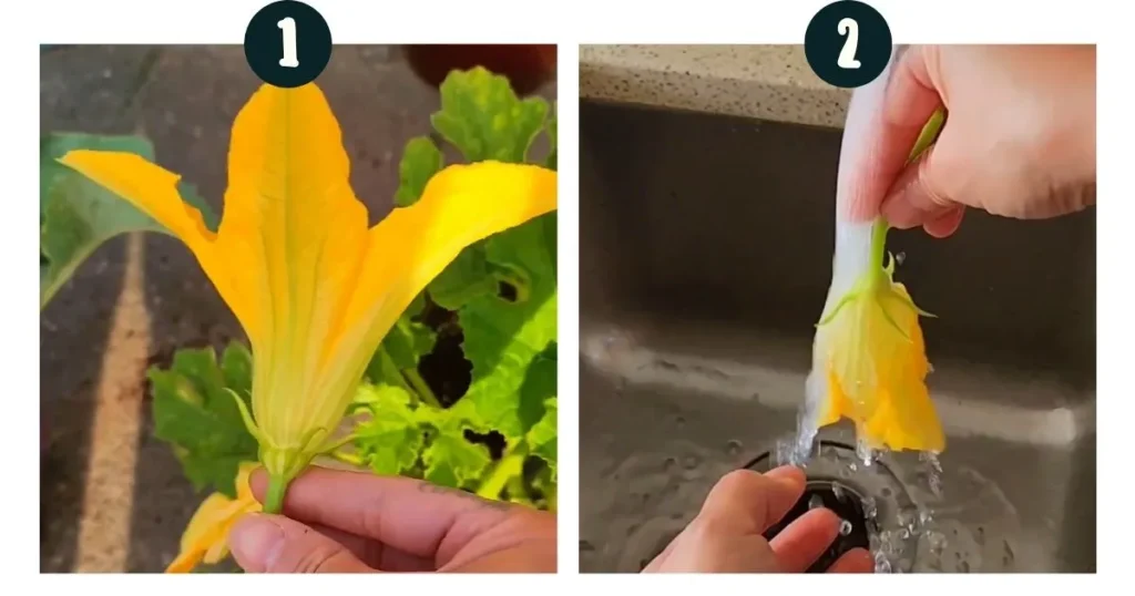 Plucking and washing the zucchini blossoms from my garden