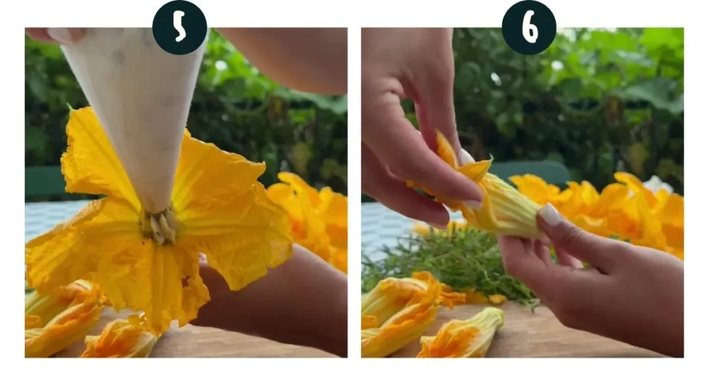 Filling the zucchini blossoms with cheese zucchini flower stuffing